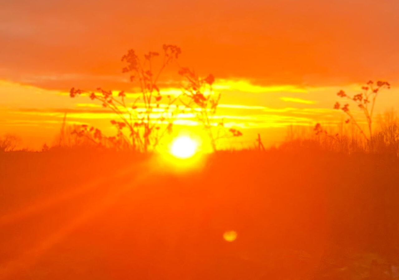 A dramatic sunrise over a meadow, wildflowers silhouetted against a glowing orange sky.